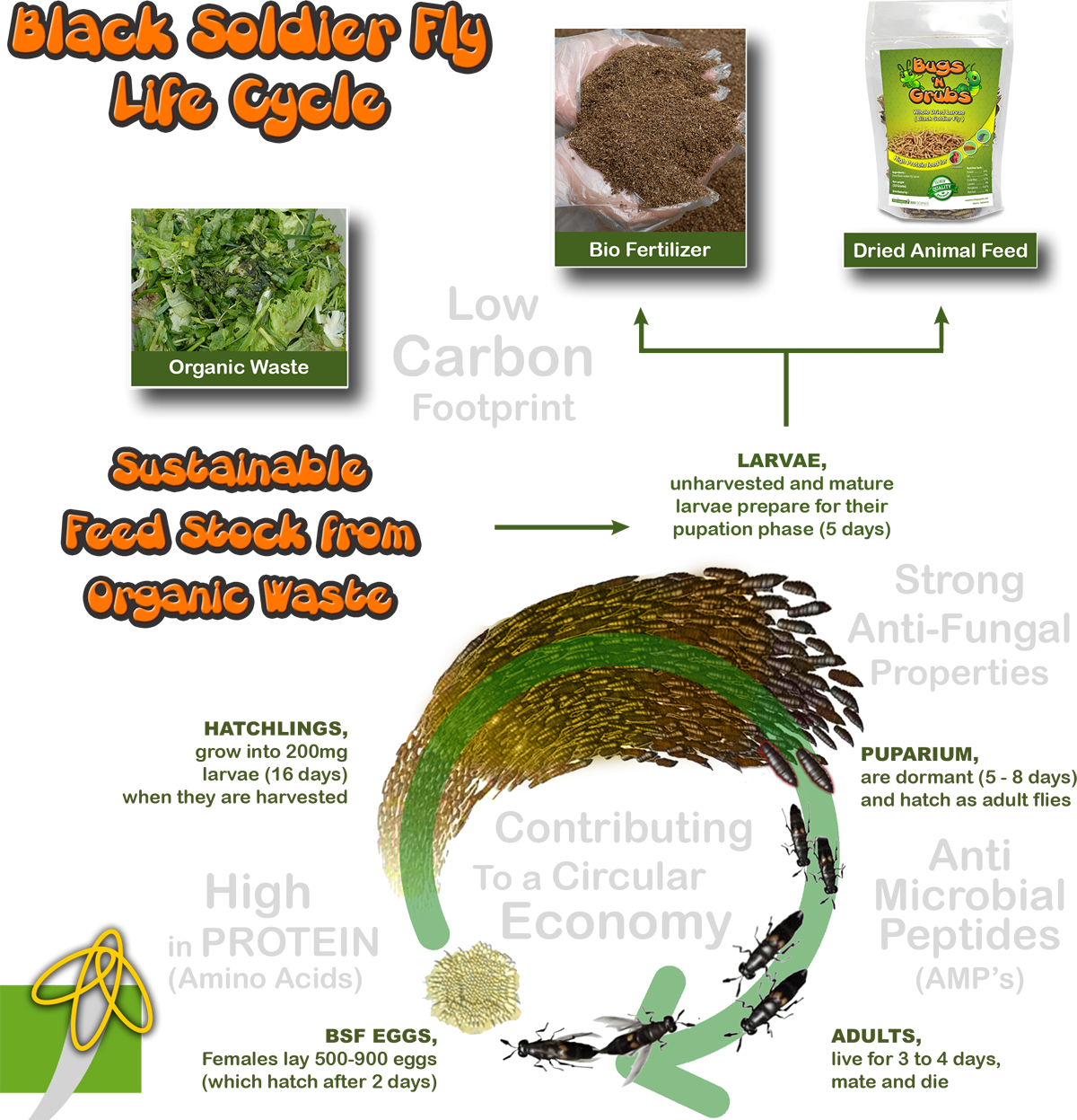 Bugs 'N Grubs - BSF Life Cycle